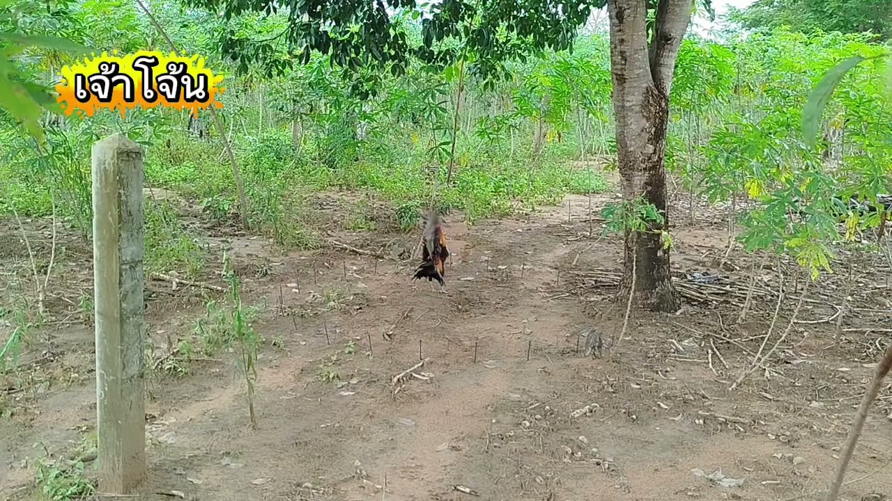 #ต่อไก่ป่า EP127 ไก่ป่าสีเหลืองทรงสวยๆ #chicken #ayam 