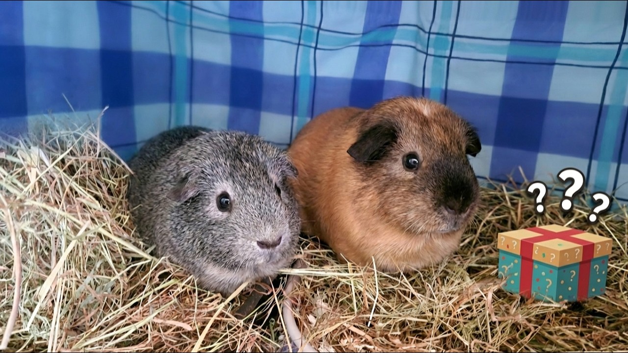 Making a Treasure Chest for a Guinea Pig Lover
