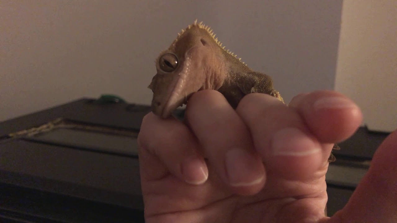Crested gecko still infatuated with human hand