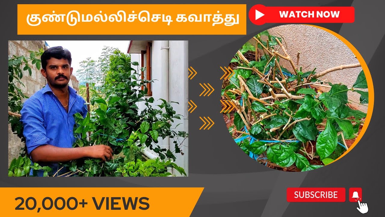 குண்டு மல்லிச்செடி கவாத்து (கட்டிங்) செய்வது எப்படி? Jasmine plant pruning method