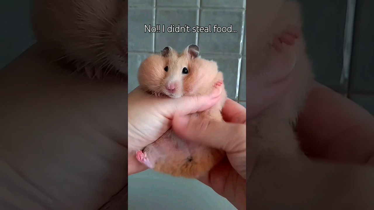 funny syrian hamster with cheeks full of food 🐹 #shorts  #funny #pets