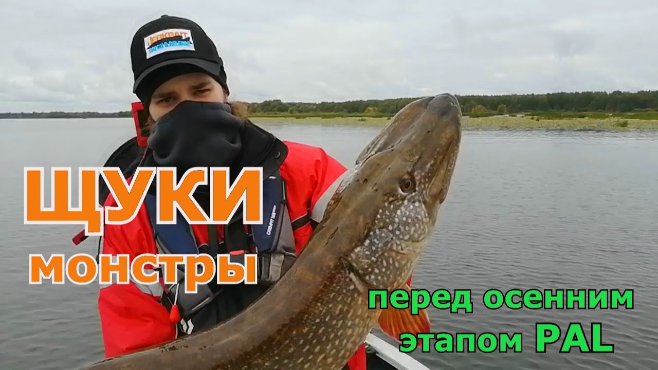 Щуки монстры в преддверии PAL на Чебоксарке.