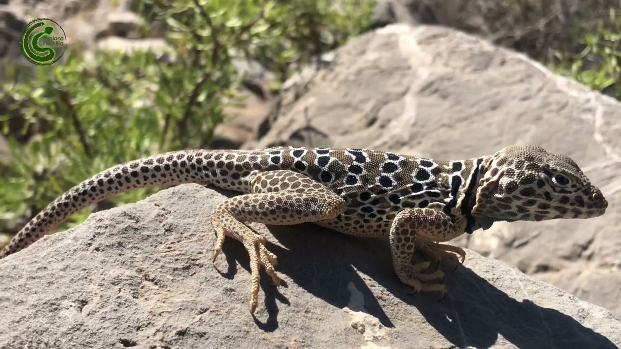 Conociendo a Crotaphytus antiquus y Sceloporus gadsdeni con Gamaliel Casta&ntilde;eda.