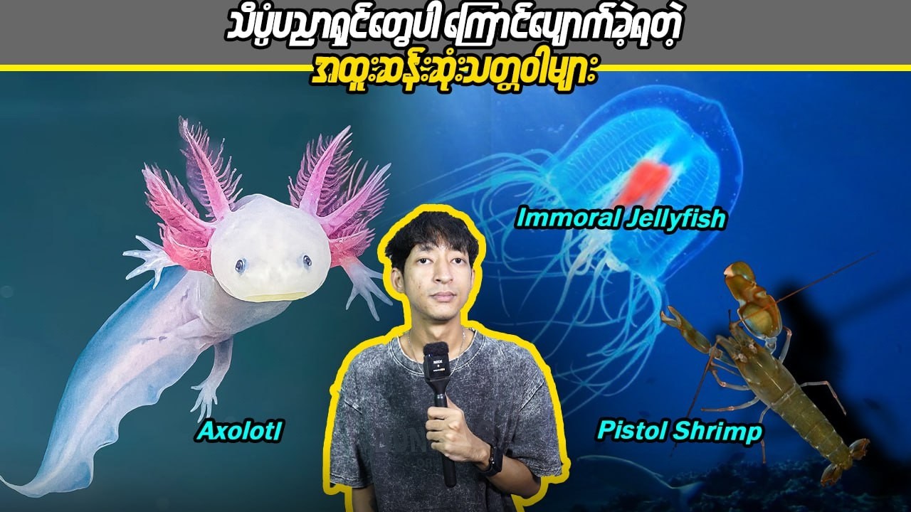 သိပ္ပံပညာရှင်တွေပါကြောင်ပျောက်ခဲ့ရတဲ့အထူးဆန်းဆုံးသတ္တဝါများ