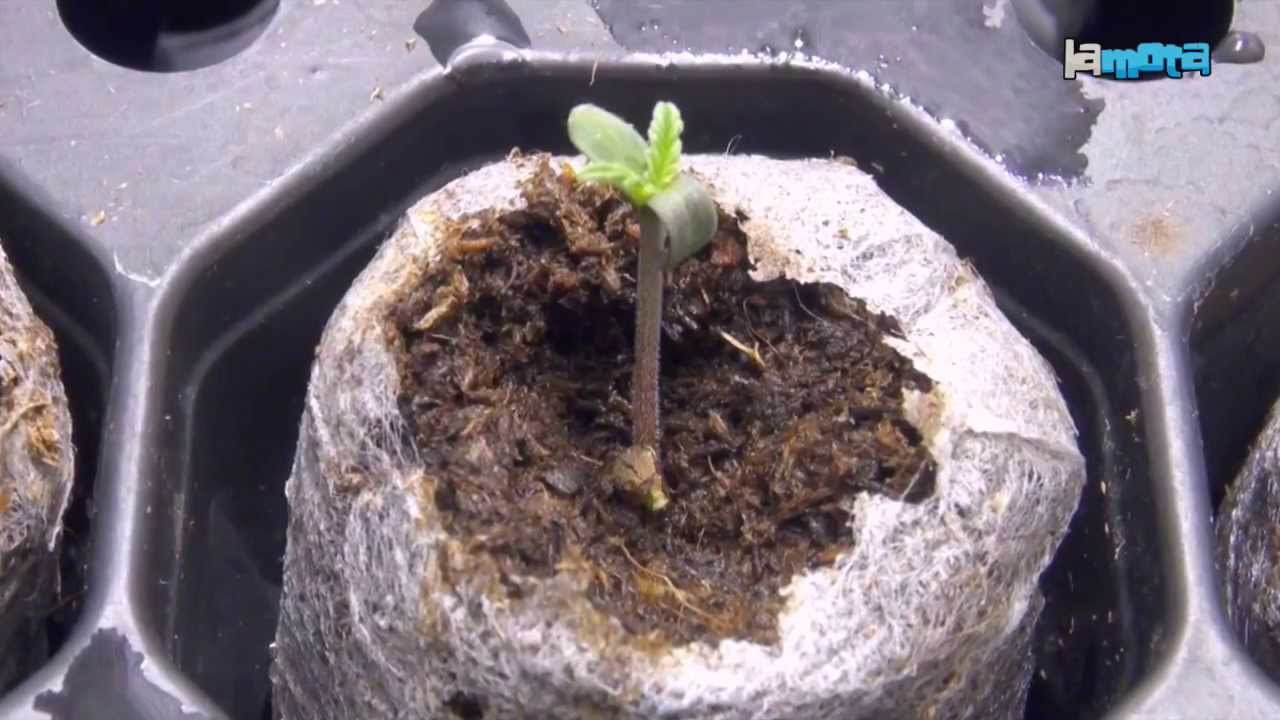 La Mota growshop, Tutoriel de germination de graines de cannabis.