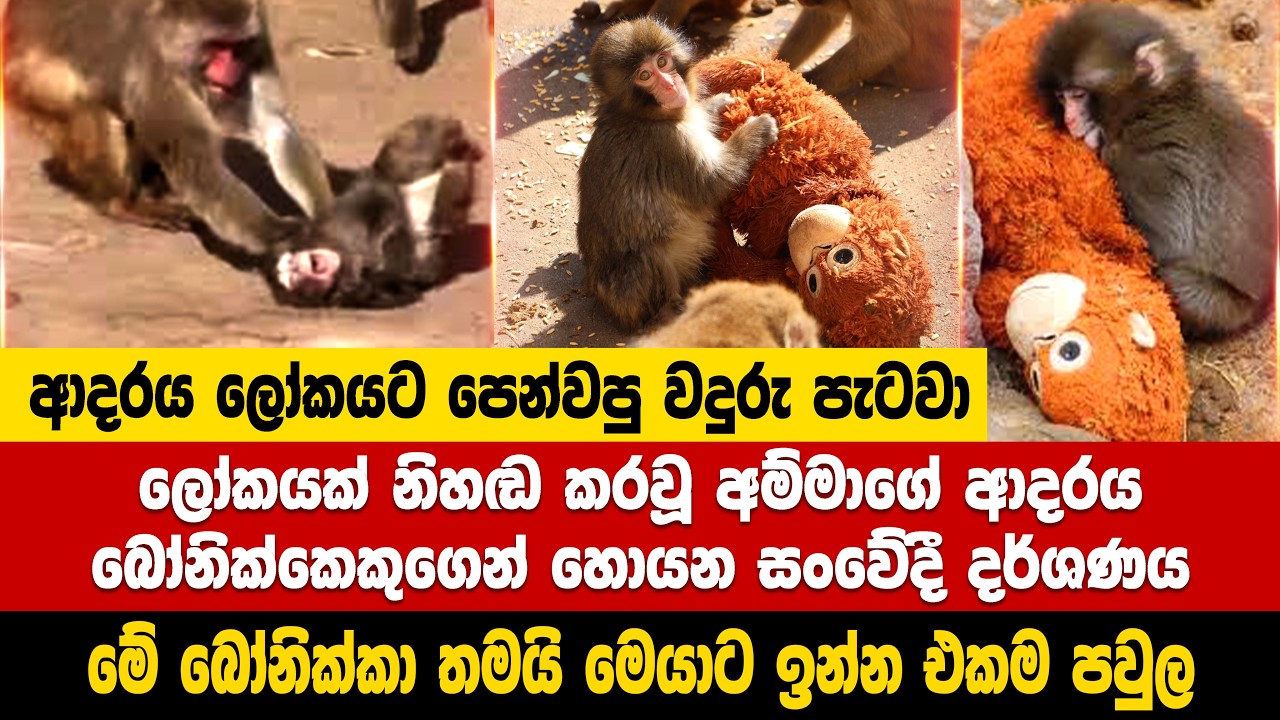 ආදරය ලෝකයට පෙන්වපු පුංචි වදුරු පැටවා | Baby monky punch viral video