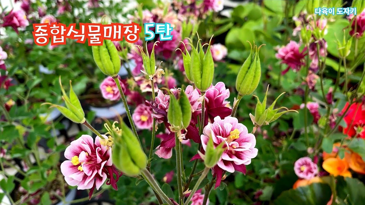 남사화훼단지 펠리체가든 공기정화식물 화분 이름과가격 설란 베고니아 연화죽 고무나무 몬스테라 필레아 글락조 율마 베고니아 장미매발톱 랜디제라늄 휘토니아 쿠션부쉬등