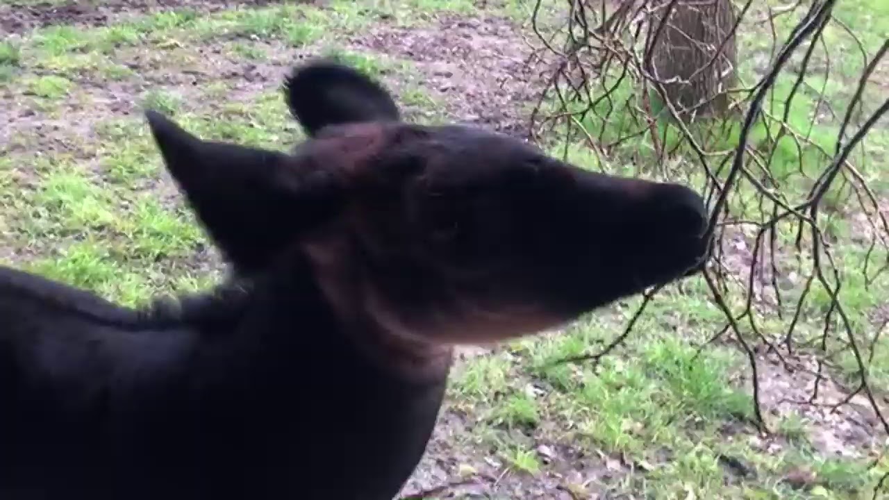 🎥 LIVE VIRTUAL ZOO DAY: Meet our Okapi Calf, Nia Nia