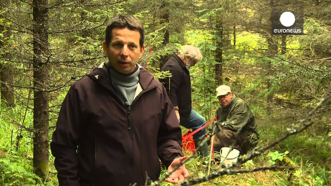 Who Owns Mushrooms In A Forest? - Do You Know?