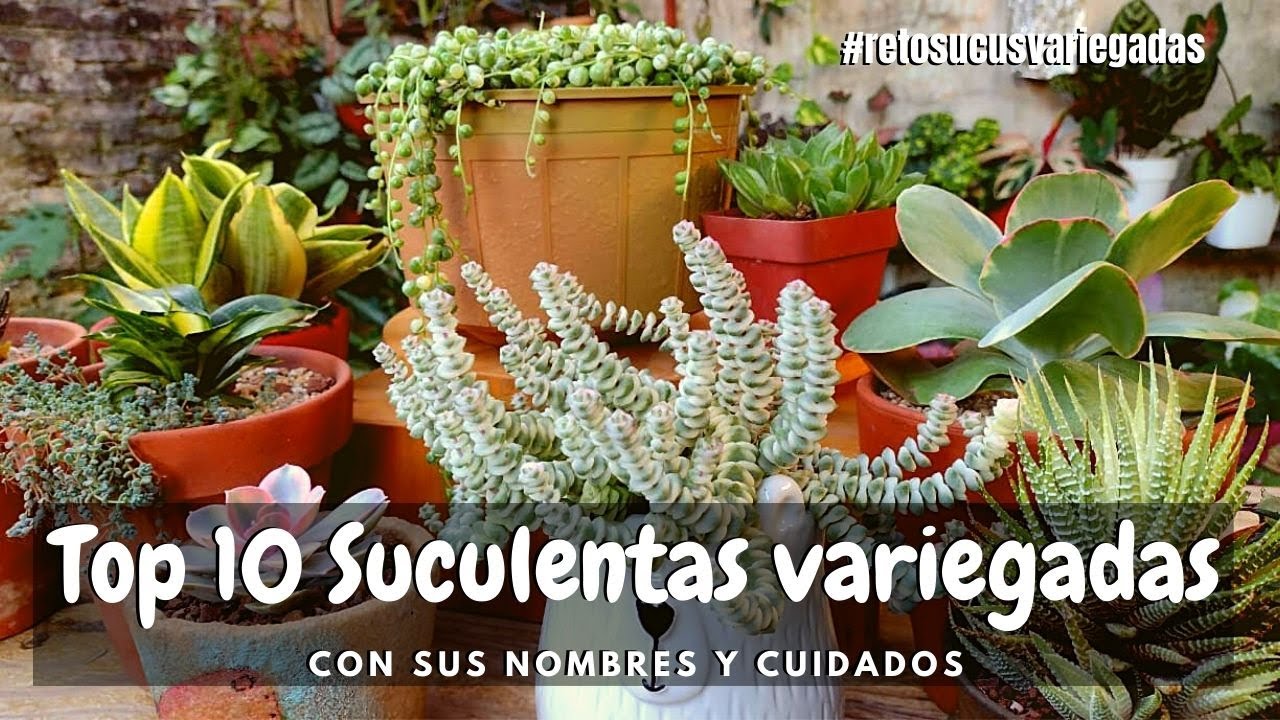 Top 10 Suculentas variegadas 