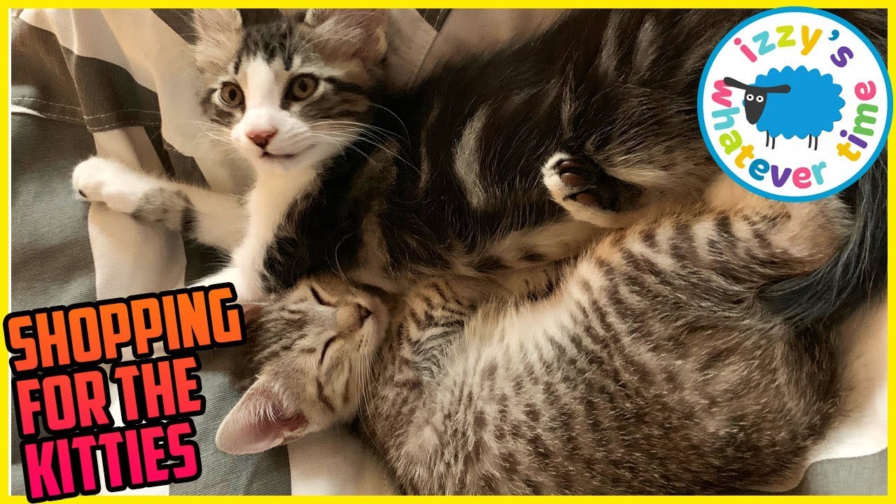 Shopping for KITTEN TOYS with Izzy's Toy Time