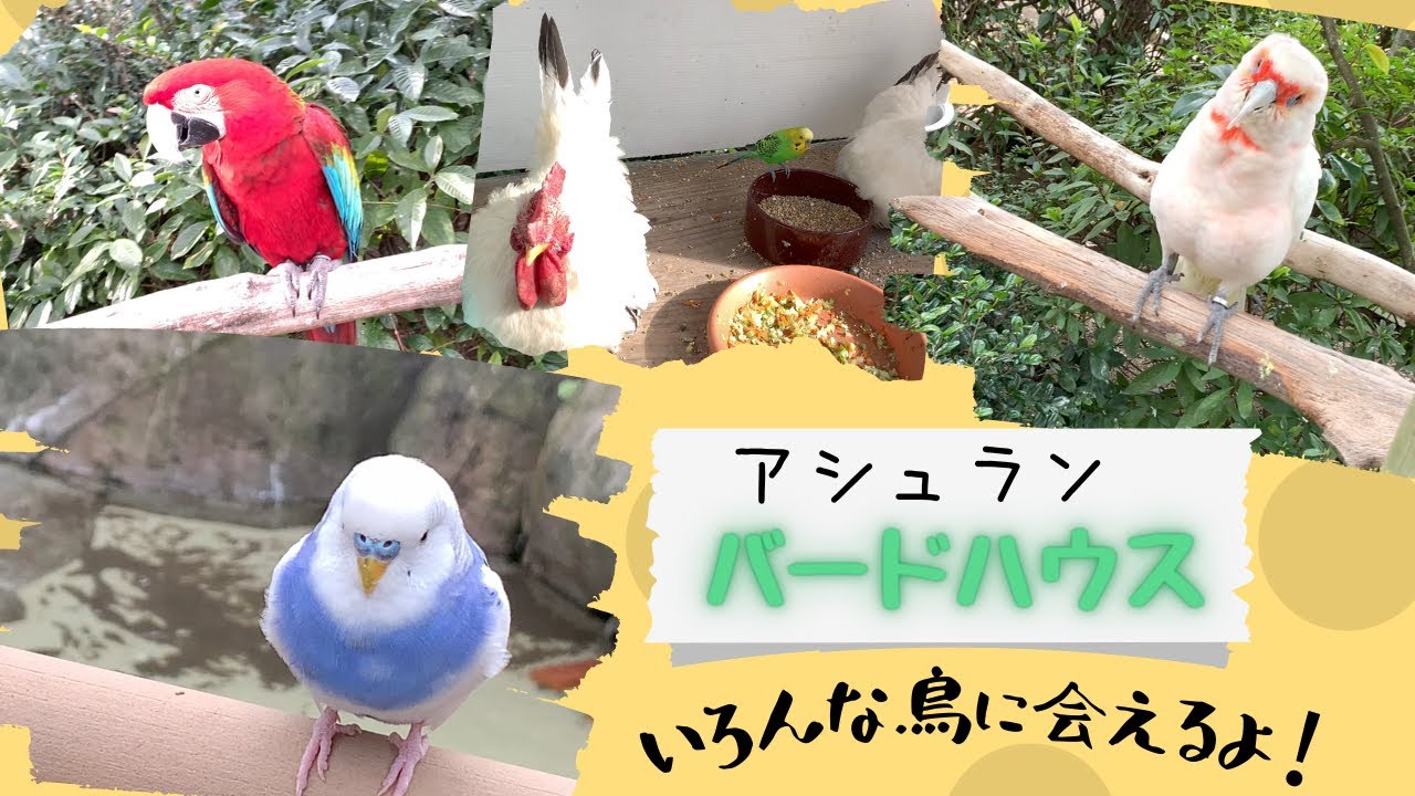 【福岡県】入場無料！大野城市にある素敵バードハウス