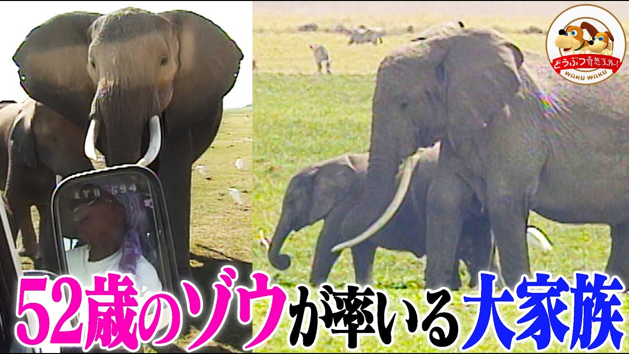 【ゾウの家族愛】赤ちゃんゾウ誘拐、塩害による食糧不足…52歳の賢きゾウとその家族に密着！キリマンジャロの麓に広がるアフリカゾウの楽園アンボセリ【どうぶつ奇想天外／WAKUWAKU】