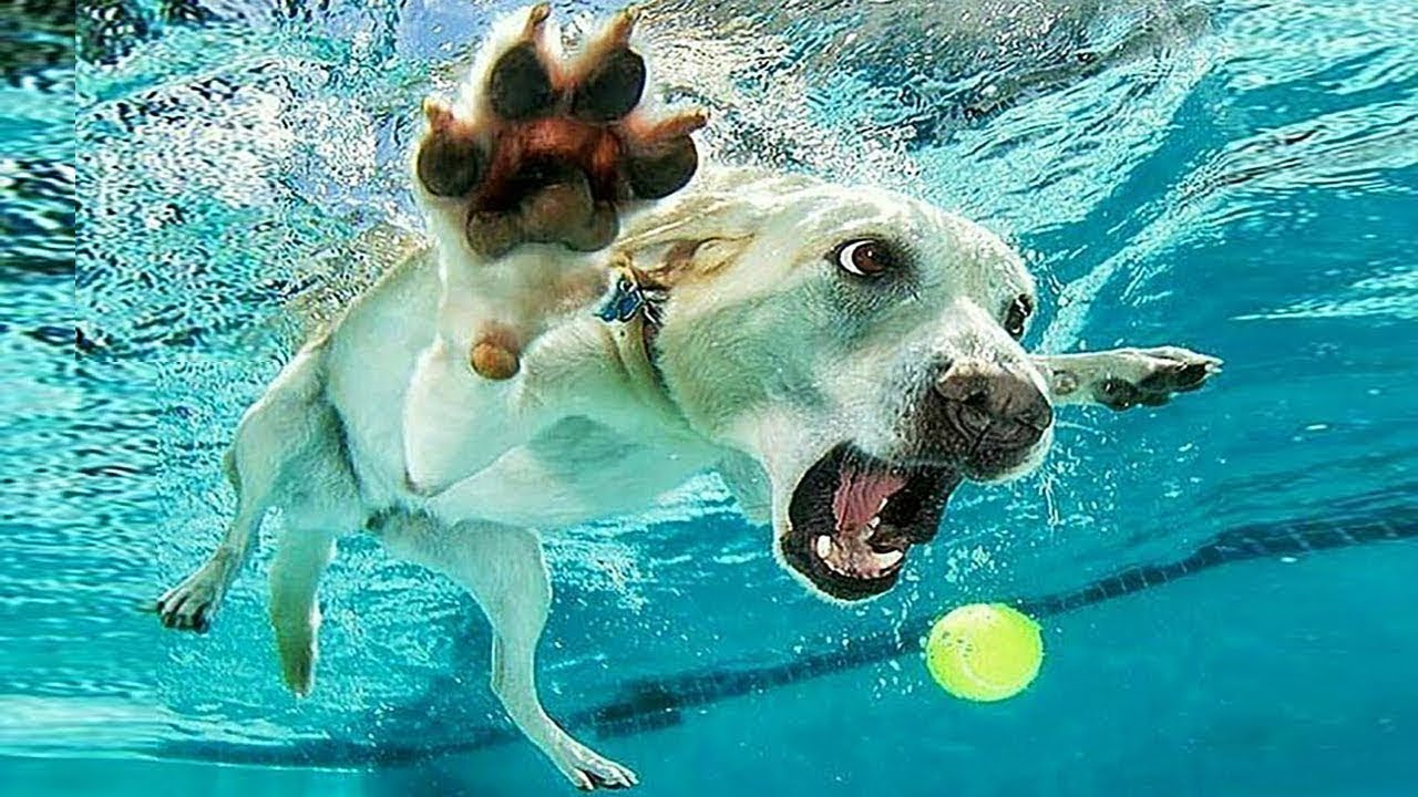 Funny Videos Animals - Try not to laugh - 2020 | FunnyVines