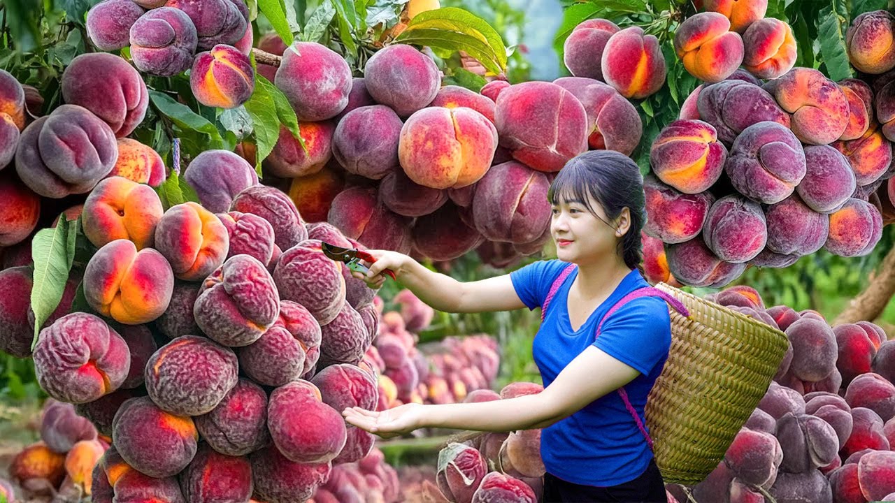 Ly Trieu Ca: Harvesting sweet giant tropical peach - Recipe traditional make fruit cake in village