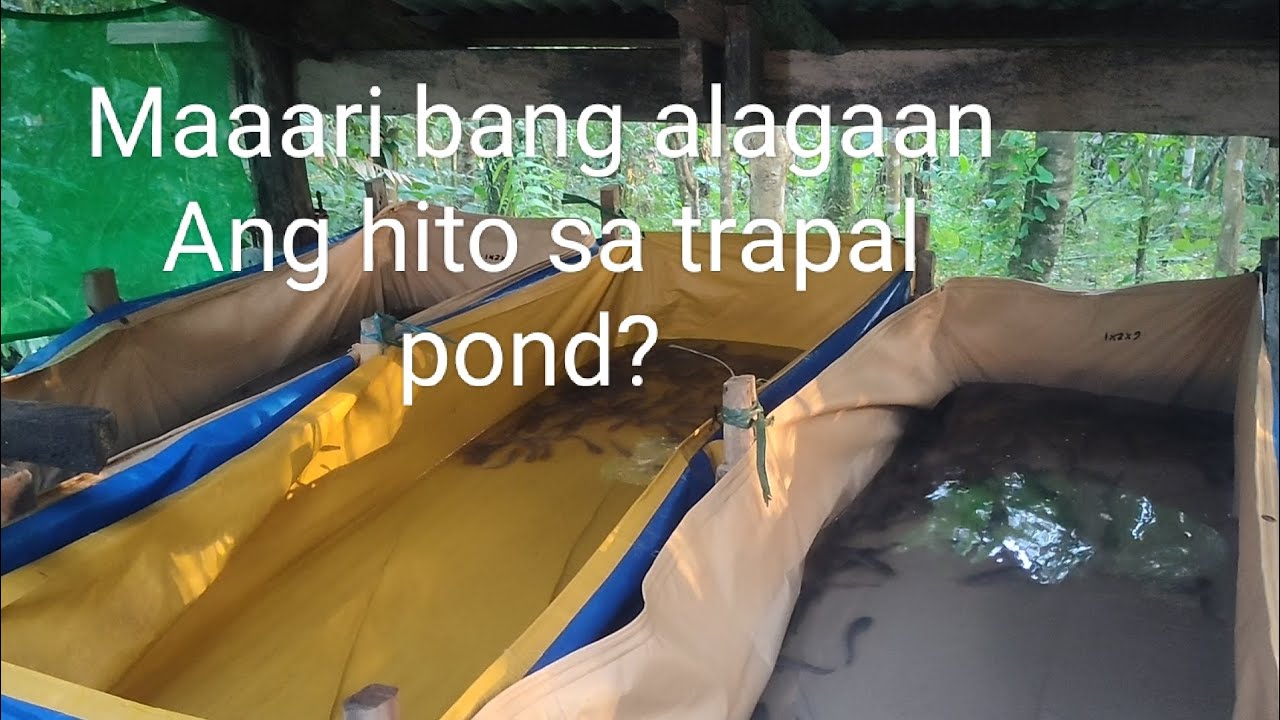 Farm Vlog #8 Maaari bang mag alaga ng hito sa trapal pond 😁✨ #viralvideo #farming #hito #greenhouse