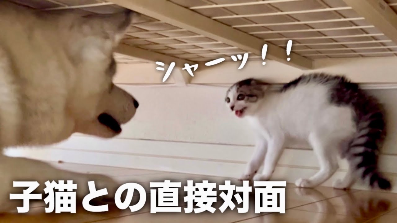 【子猫との直接対面】ハスキーの反応がこちら…【シベリアンハスキー】【保護猫/捨て猫】
