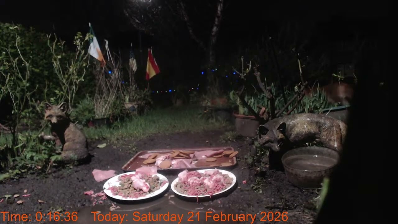 Foxheaven Dublin Ireland Livestream