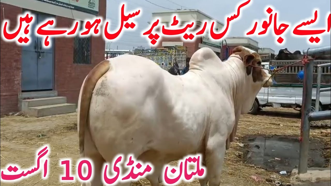 Multan Cattle Markeet Latest Today Purchasing Report | Qurbani 2027 | Global Village Farming 