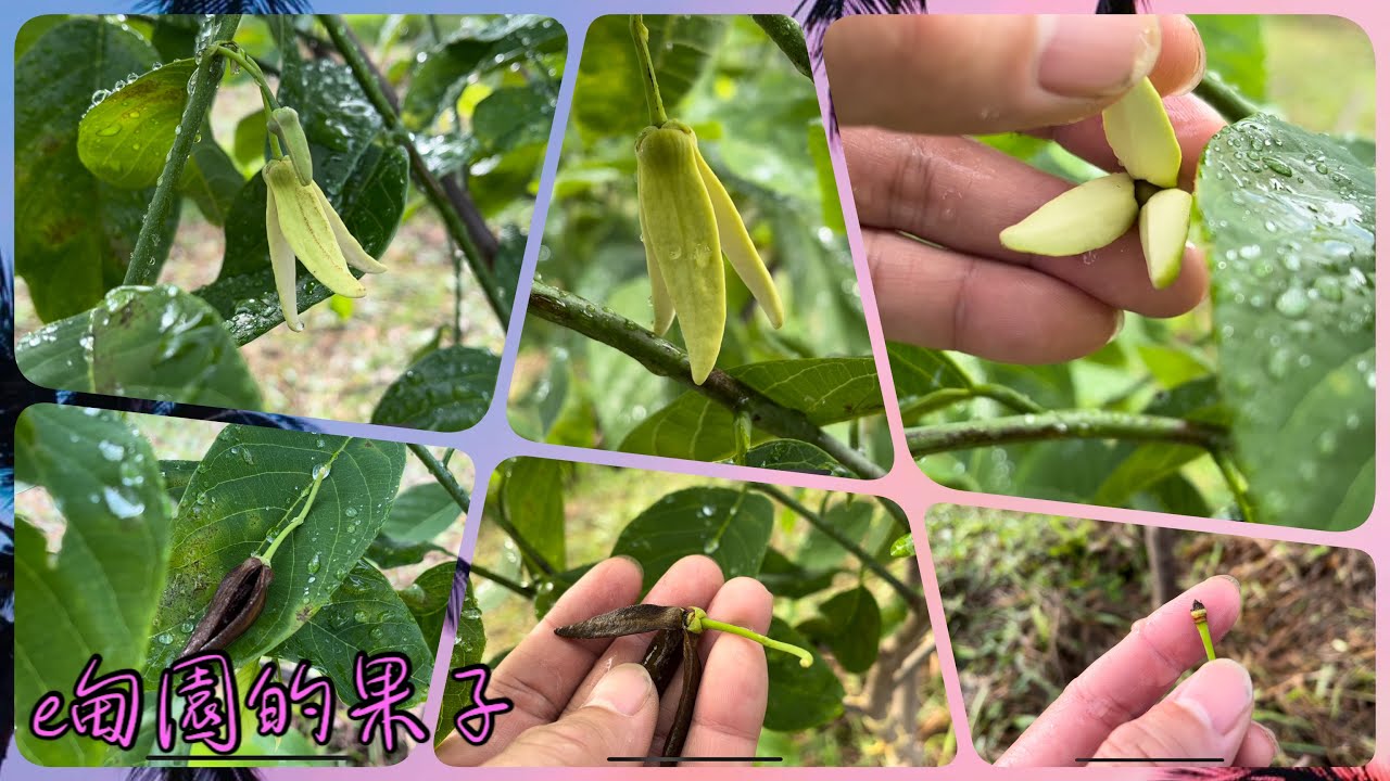 「鳳梨釋迦」如何從種子到果實013～果真沒有經過「人工授粉」很難著果！2023年9月11日