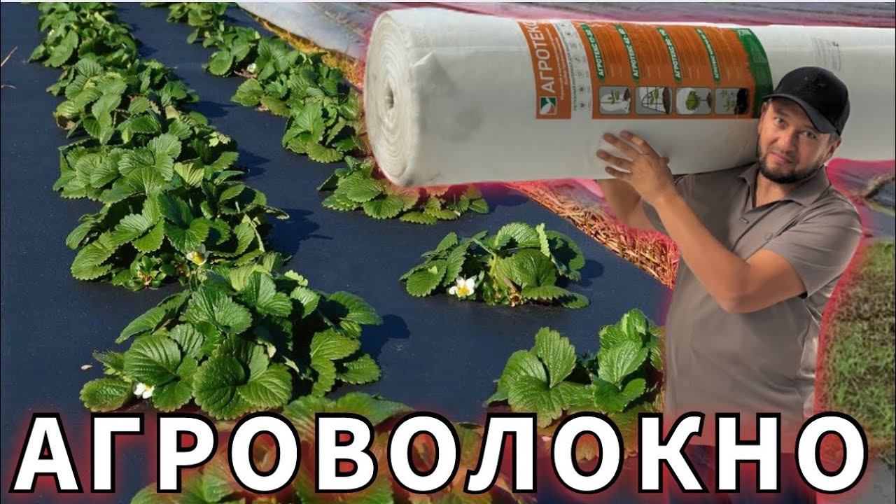 Agrovolokno eng arzoni Oltiariqdagi Ali Baraka do‘konida. Ekin va ko‘chatlarni sovuqdan himoyalash.