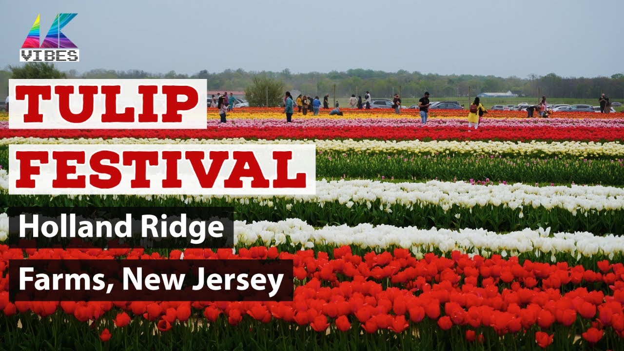 Tulip Festival, Holland Ridge Farm, New Jersey | U-Pick Tulips Season |Tulip Garden | Spring NJ