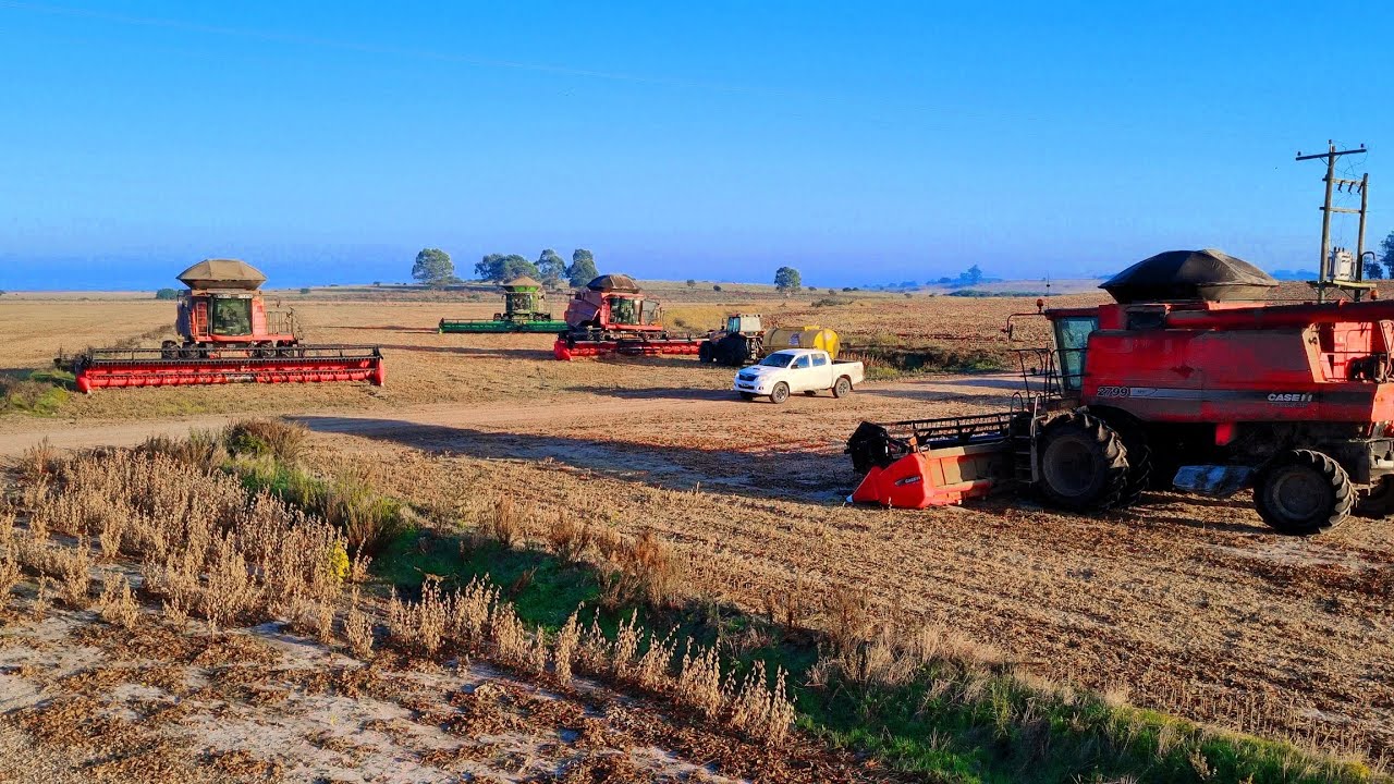 COLHEITA INCRÍVEL NO RIO GRANDE DO SUL 🌾