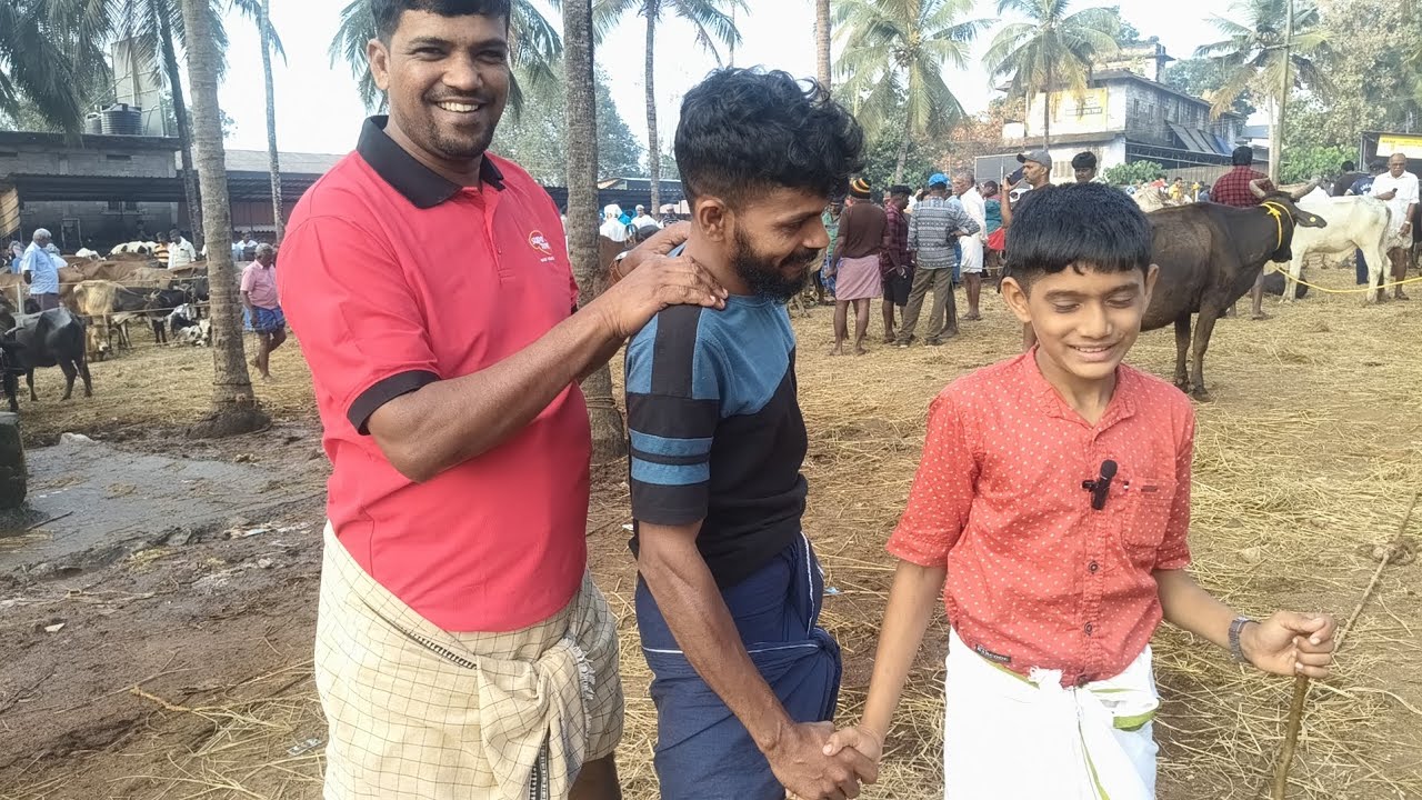 04/01/26 ചട്ടിപ്പറമ്പിലെ ബല്ലാരി മുത്തു മോൻ കൊച്ചു തമാശകളും വൈറലായതിന്റെ കഥയും #baffalo #cow 