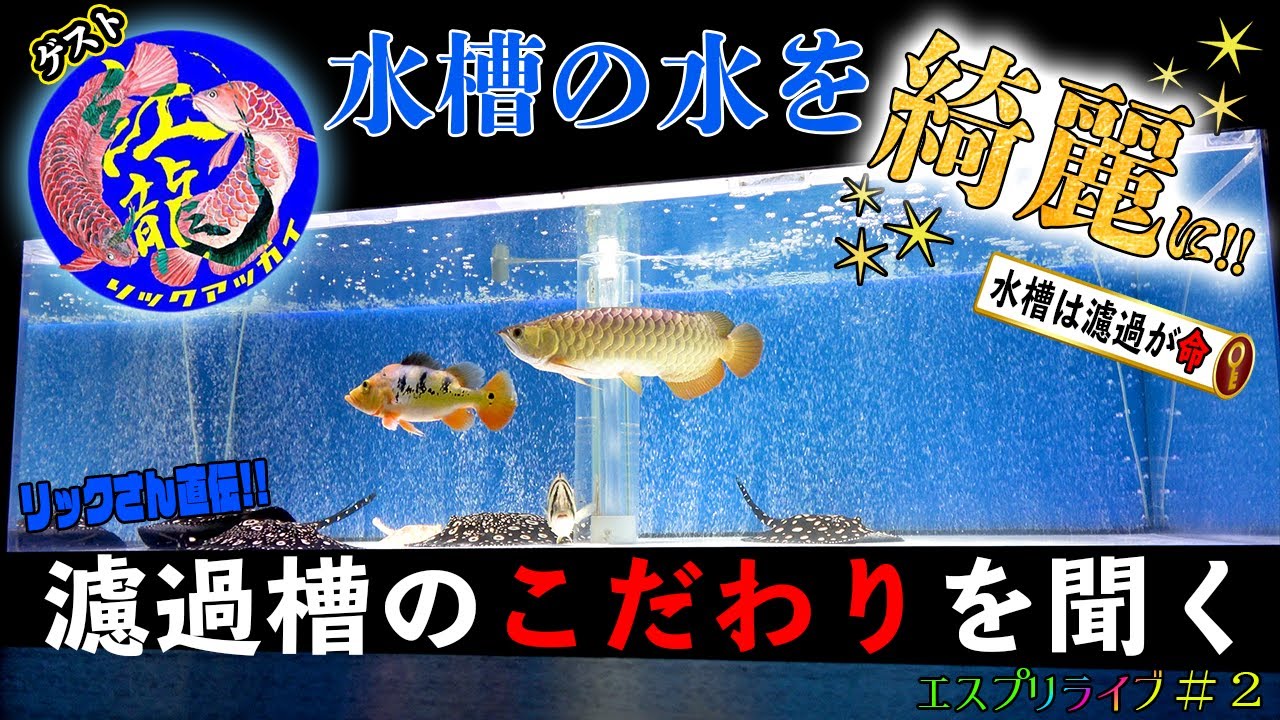 水槽の透明度は濾過槽に左右される！綺麗な水槽を作るためにはどうすればいいかリックさんに聞いてみました