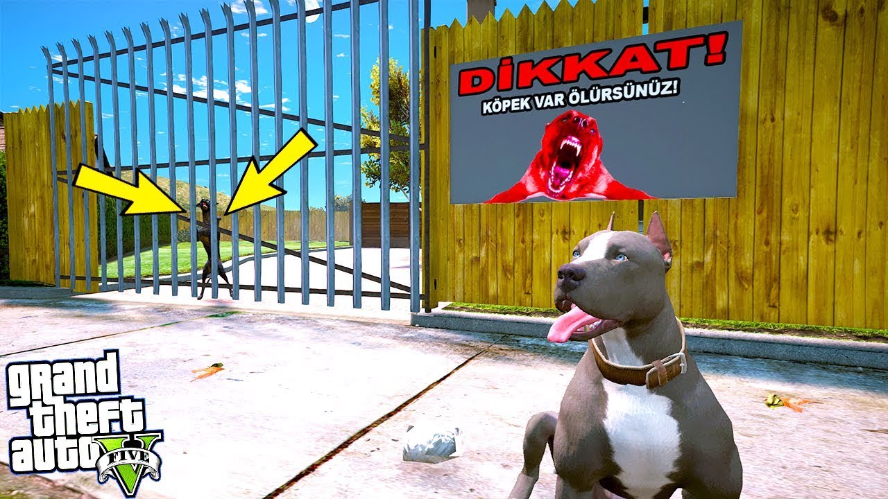 YAVRU PİTBULL EĞİTİMLİ DOBERMANLA BOĞUŞUYOR - GTA 5
