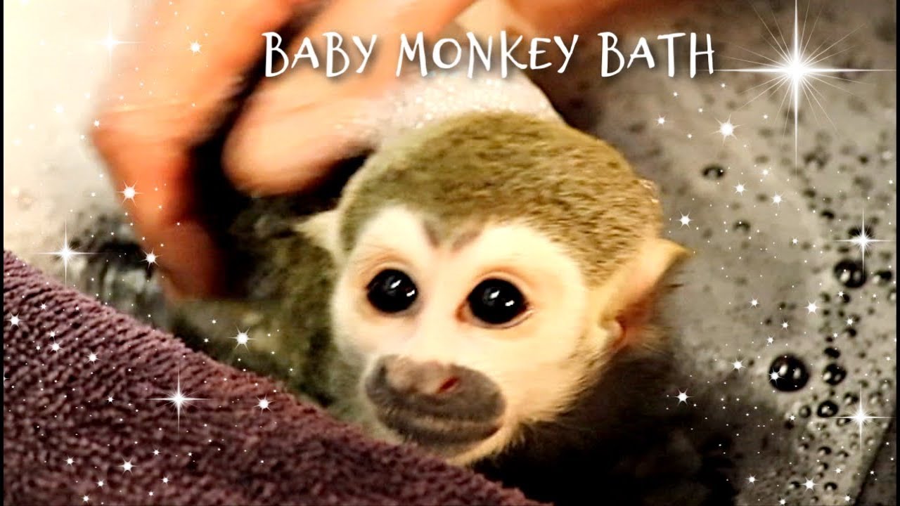 Baby Monkey Bath