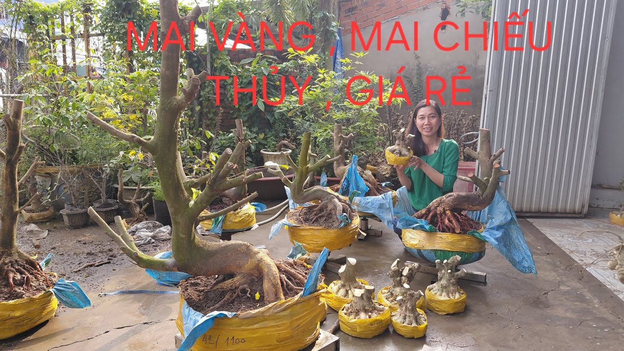 Truyền 0939046405, 4/3, giao lưu mai vàng, mai chiếu thủy, giá rẻ