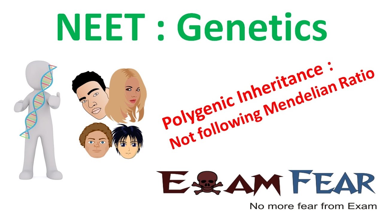 NEET Biology Genetics :  Polygenic Inheritance does not follow Mendelian Ratio