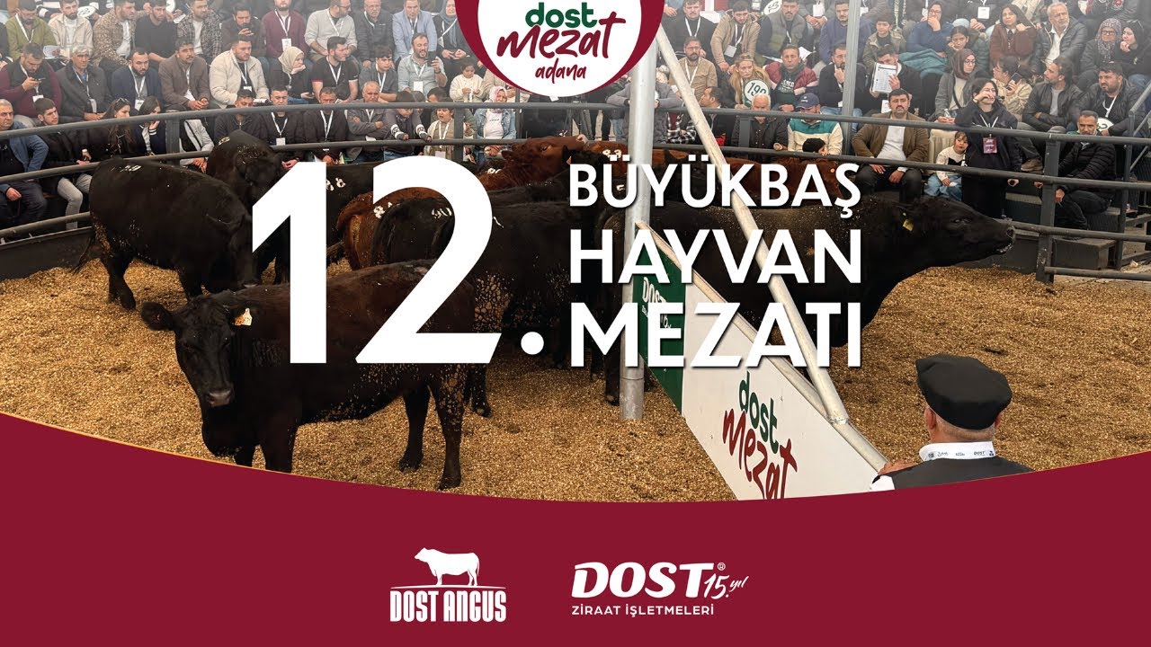 12. Dost Mezat | Etçi Irklar, Adana @Dost Angus