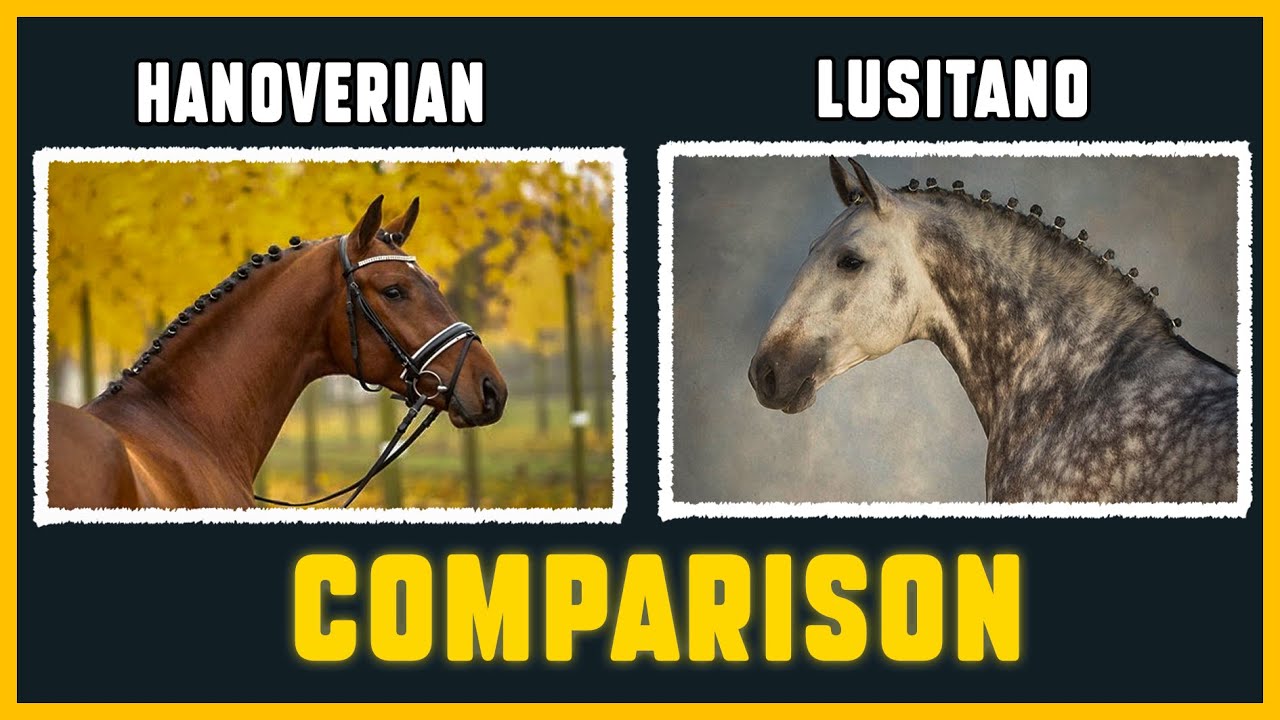 WHO is THE BEST HORSE ?
