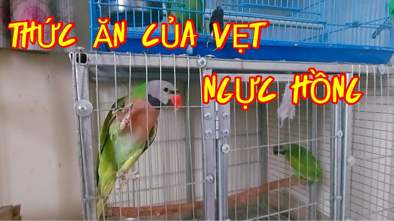 Thức Ăn Ch&iacute;nh Của Vẹt Ngực Hồng L&agrave; G&igrave;?