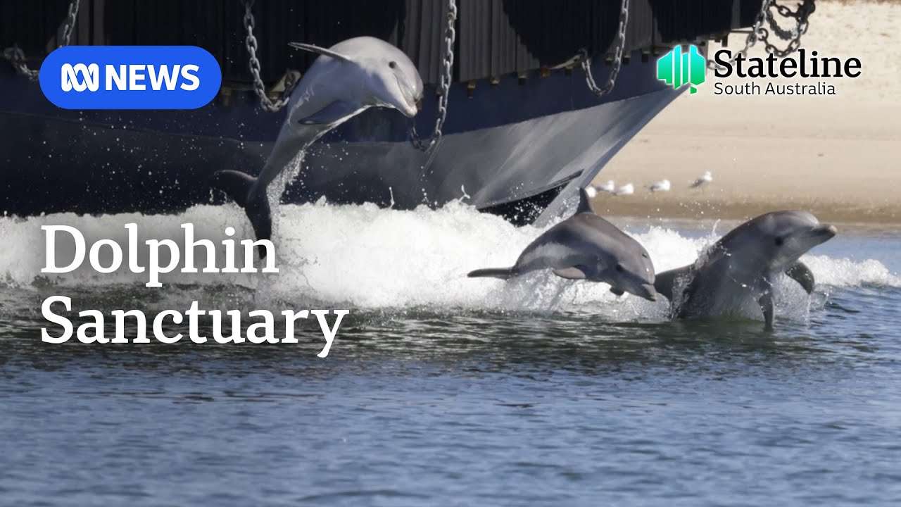 Fears grow for rare dolphin pod living in an Australian estuary I ABC News