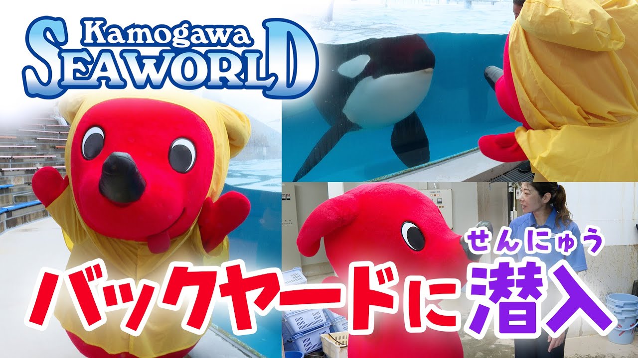【密着取材】チーバくん！鴨川シーワールドのバックヤードに潜入