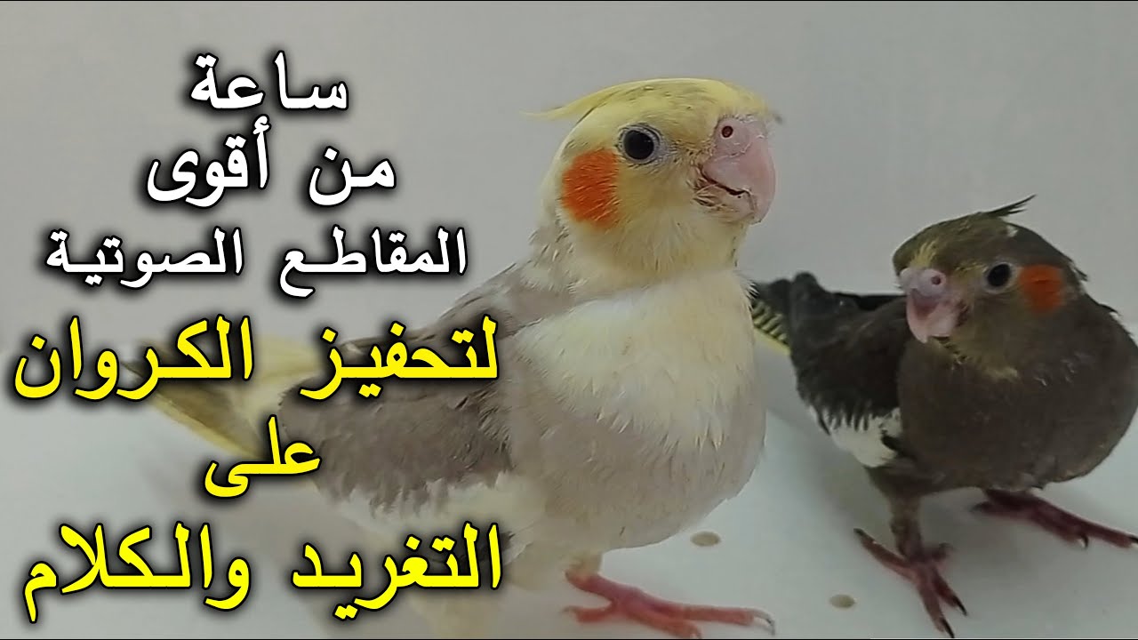 ساعة من أقوى المقاطع الصوتية لتحفيز الكروان على التغريد والكلام