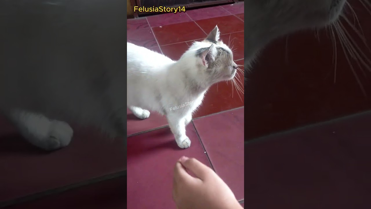 kucing yang aneh dan lucu