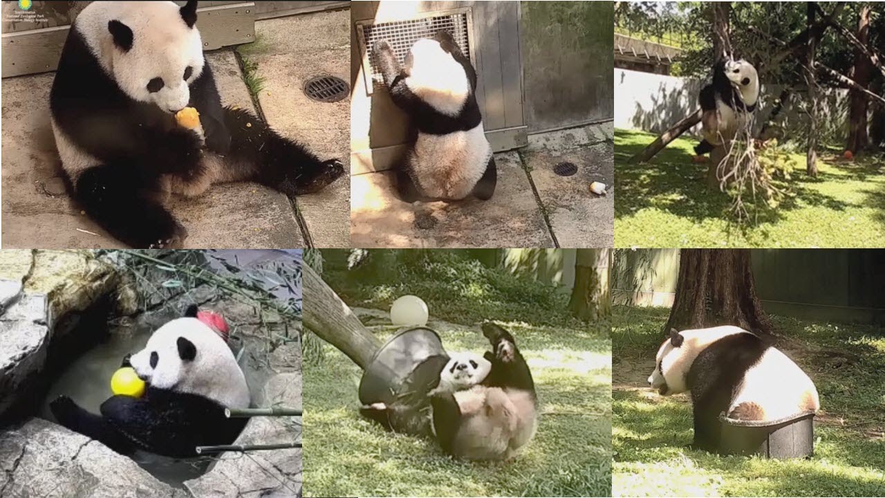 2023-09-06 Xiao Qi Ji ~ This Boy with his Toys Spreads Joy!