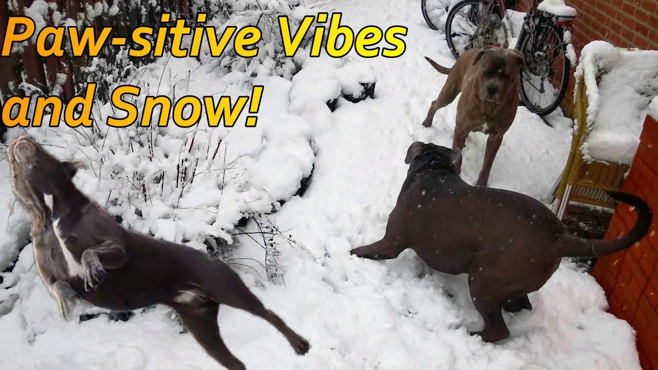 Paw-sitive Vibes: A Snowy Adventure with My Furry Family