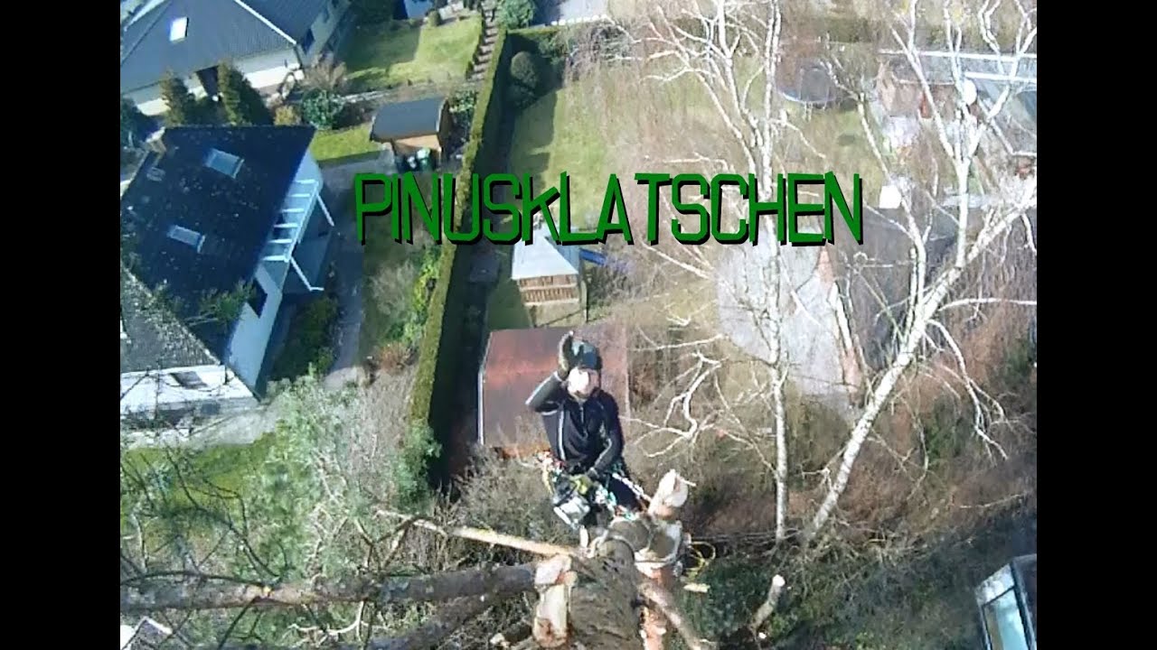 Pinusklatschen - Baumf&auml;llarbeiten an einer Kieferngruppe und Training