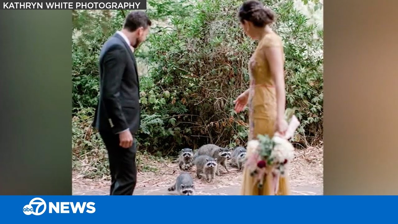 Raccoons photobomb wedding photo shoot