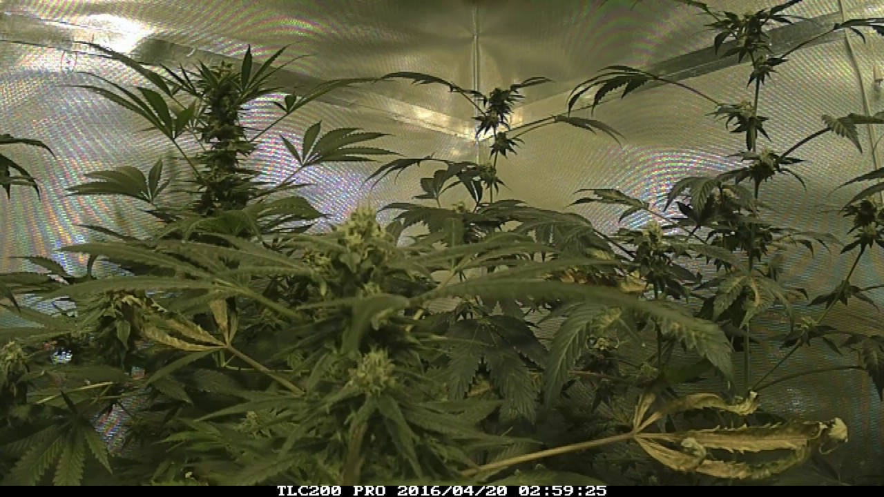 Whole Flowering cycle. time-lapse