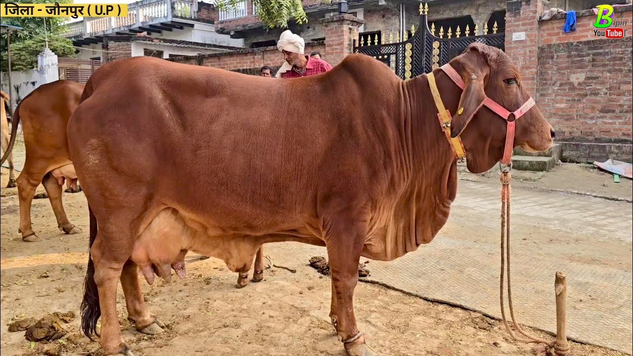 #जौनपुर जिला में देसी गाय के फार्म पर एक साथ कई #साहिवाल गाय व गिर बछीया बिकाऊ है | Desi Cow Farm