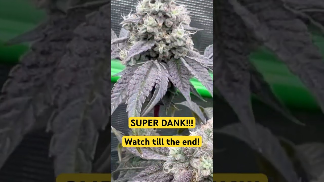 SUPER DANK!!!