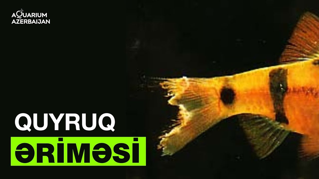 Balıqlarda quyruq əriməsi xəstəliyi və onun müalicəsi.