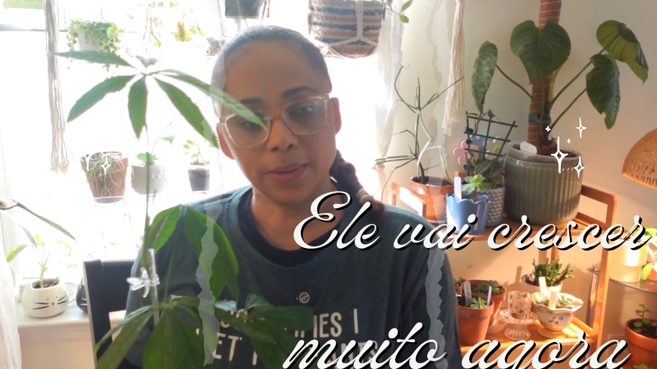 Plantando meu Anthurium Polyschistum em um Tutor de Musgo | Agora ele vai crescer de verdade!