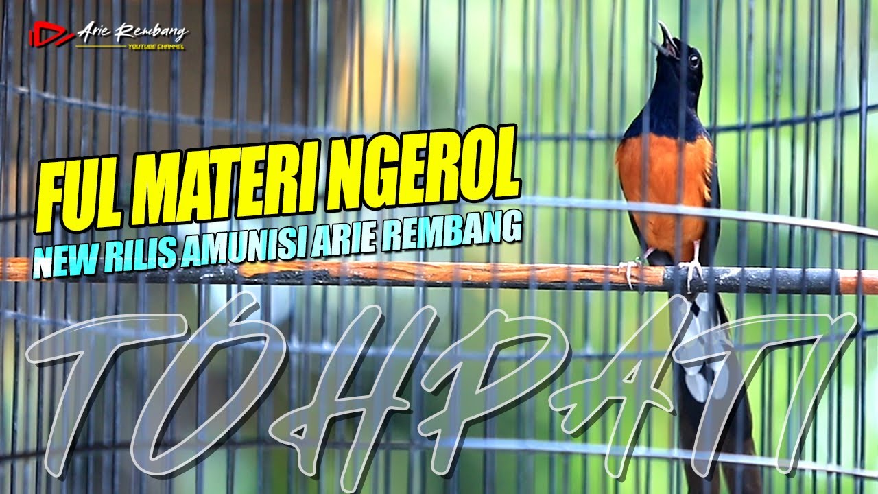FULL MATERI NGEROL !! materi super pedes cocok buat masteran dan pancingan murai | shama bird